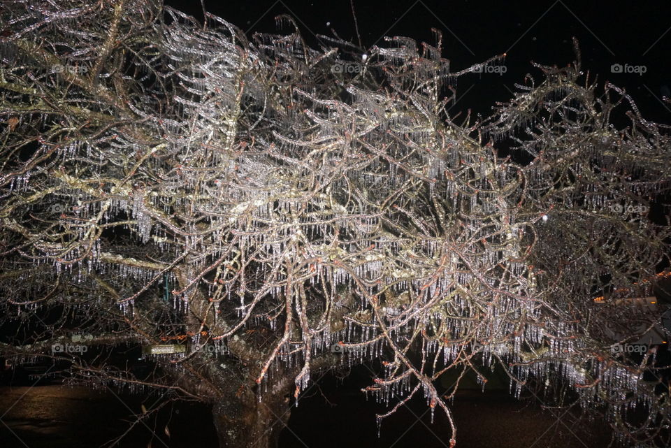 Frozen tree