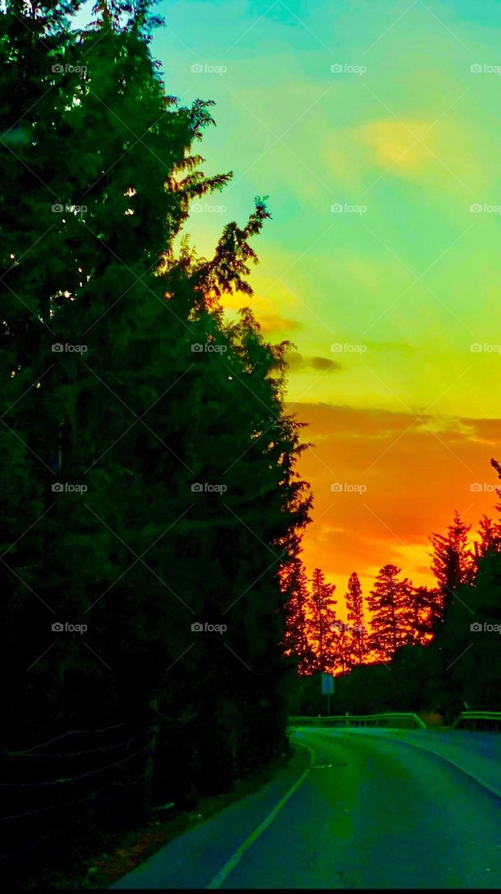 Trees around us - November 2020 on the road Cyprus