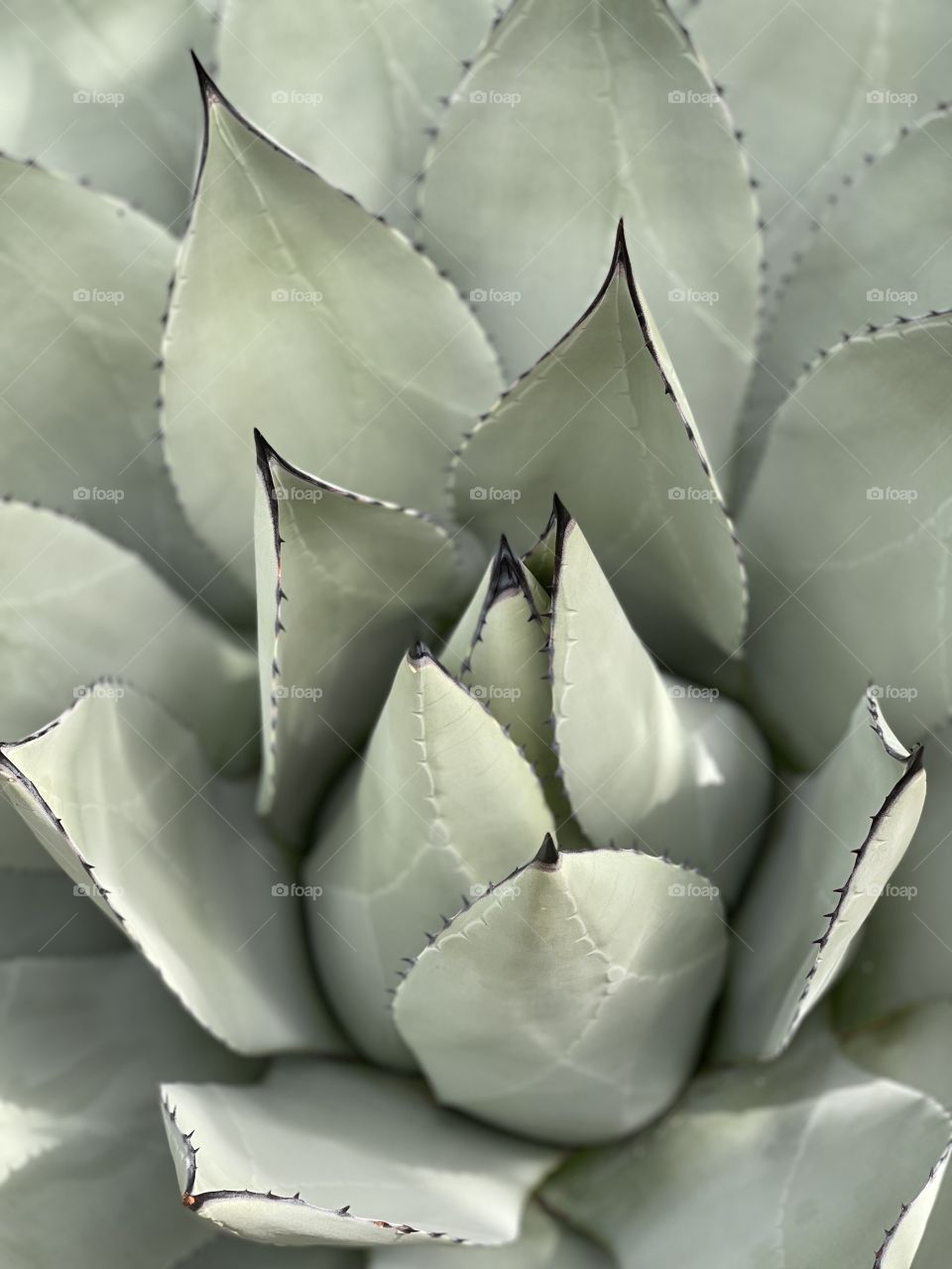 Beautiful cactus at a botanical garden!