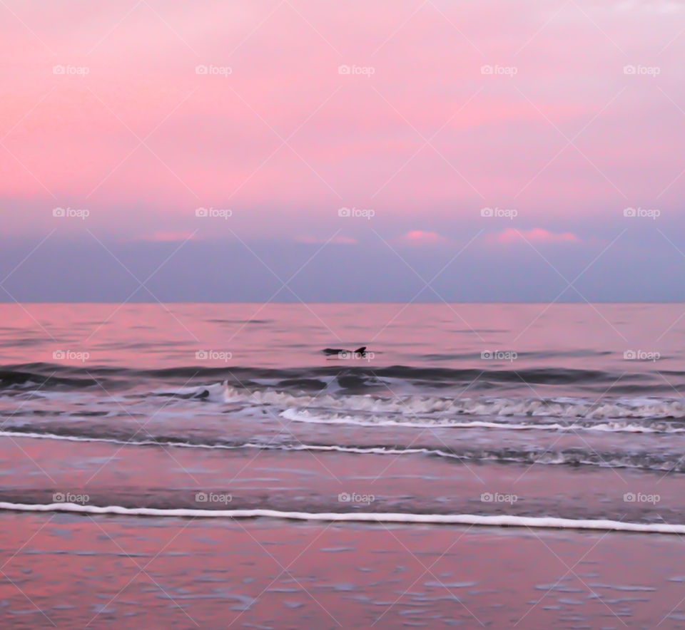 Dolphin in the ocean