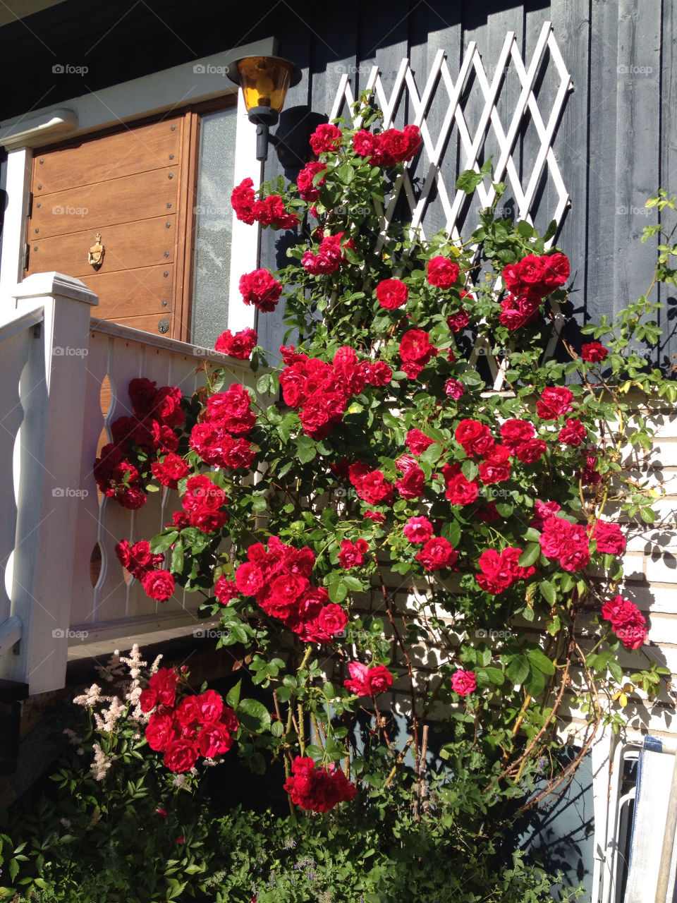 roses redroses climbingroses by ullevidsdal