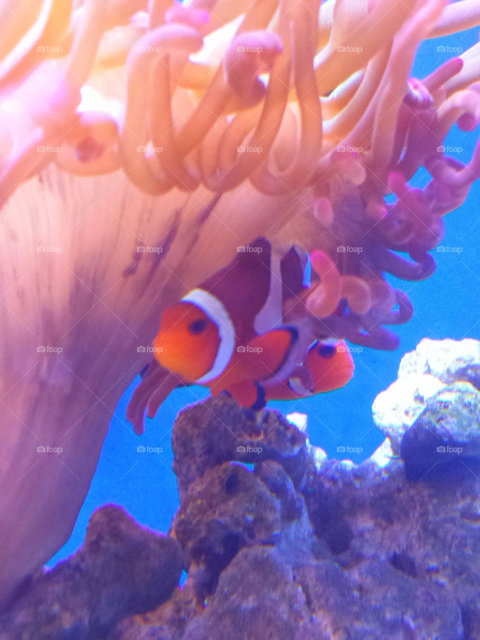 "Colorful Clownfish"