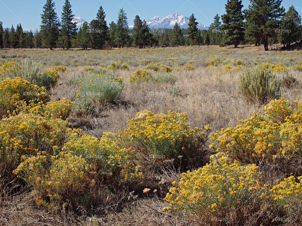 Sagebrush in bloom in a field in a forest in Central Oregon with snow covered mountains in the background on a sunny spring day. 