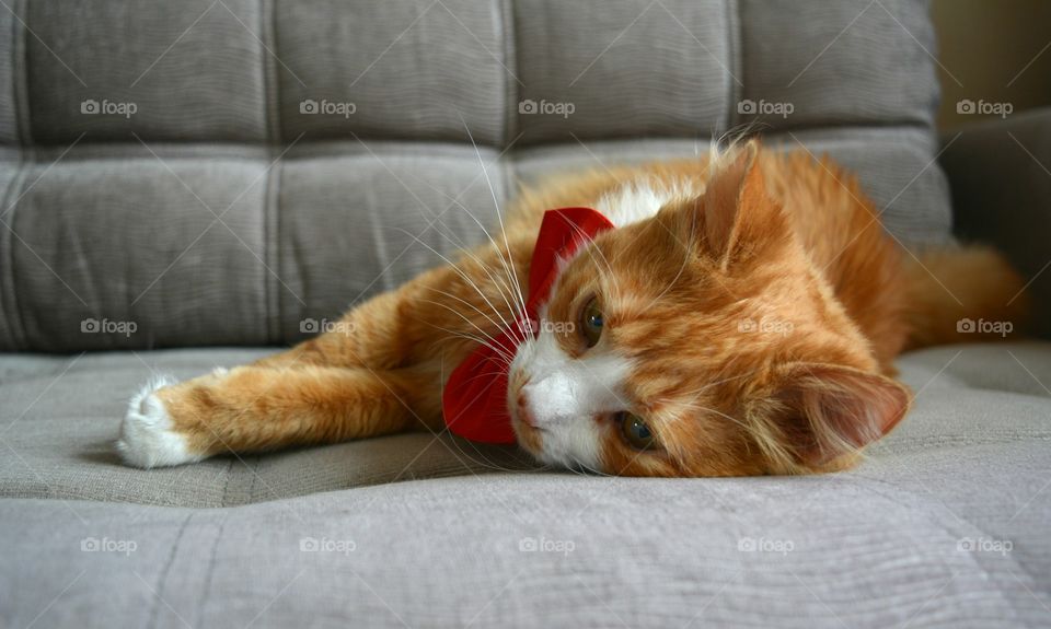 Close-up of cat relaxing on bed