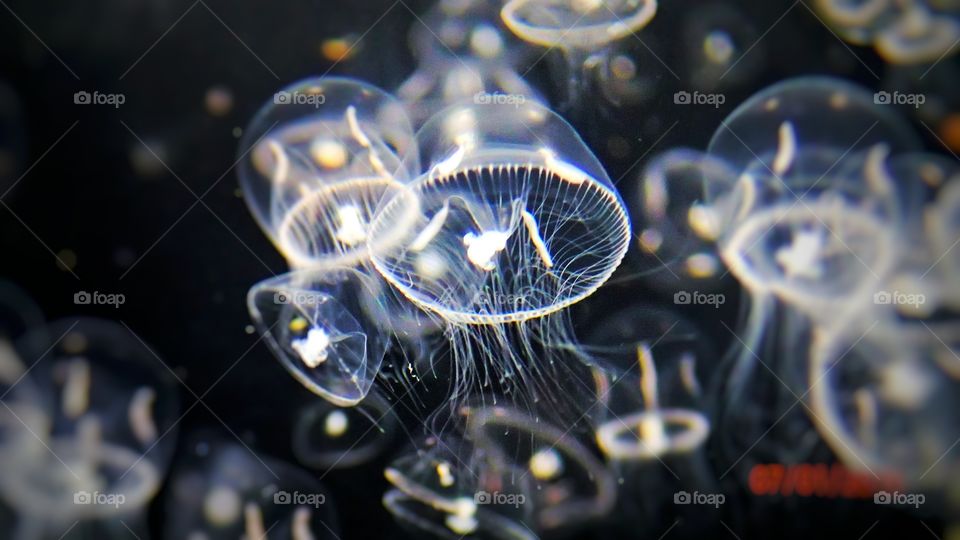 Very tiny jellyfish in an exhibit at the Aquarium of the Pacific, in Long Beach California.