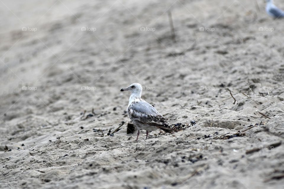 A seagull with a spotted Lanternfly crawling along its back with dozens of others dead and hopping in the sand looks out into the Atlantic after the long and exhausting invasion.