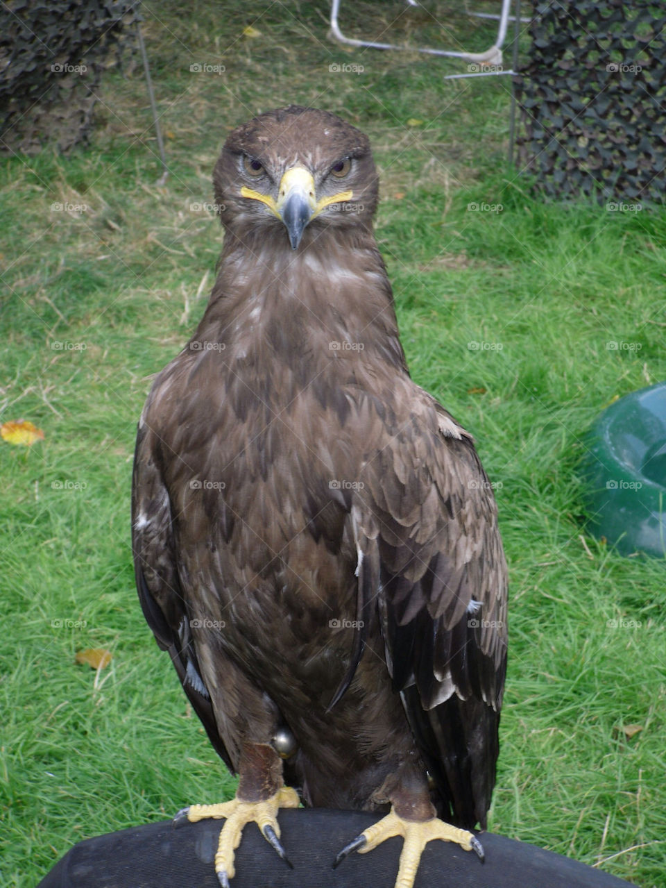 animal bird feathers eagle by samspeed87