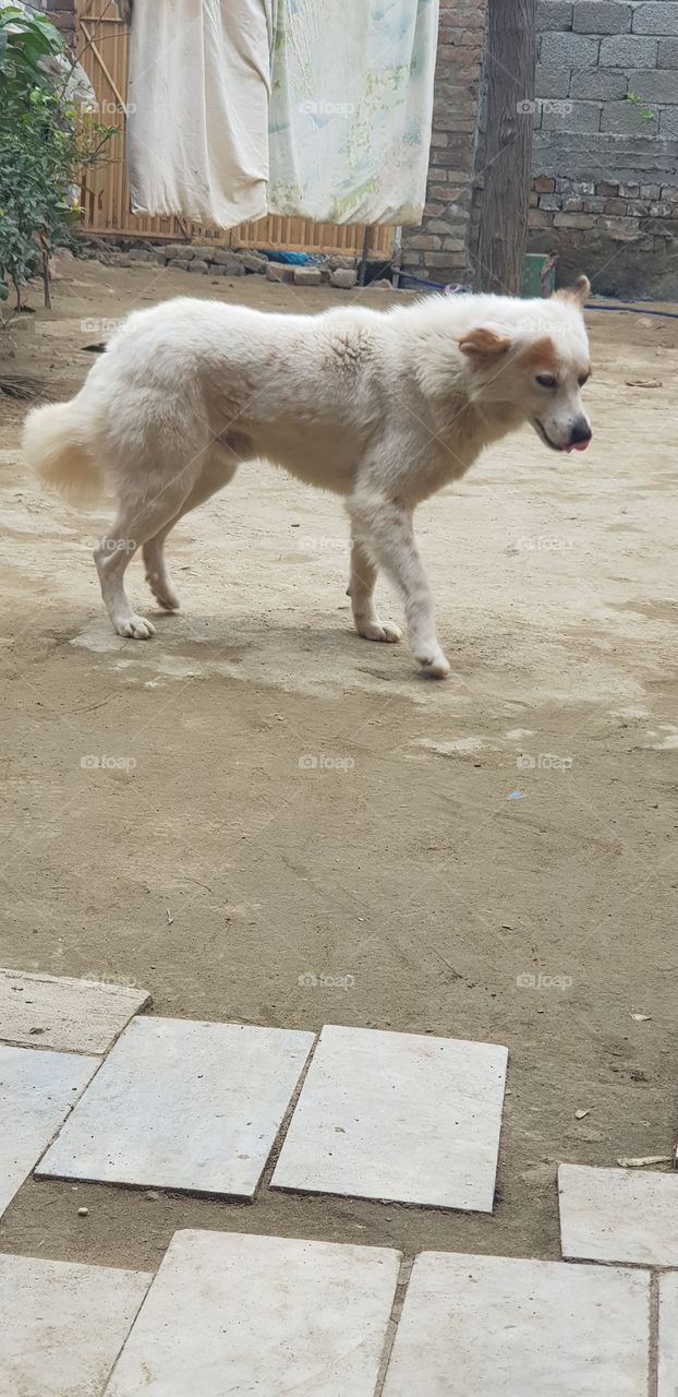 My dog while walking