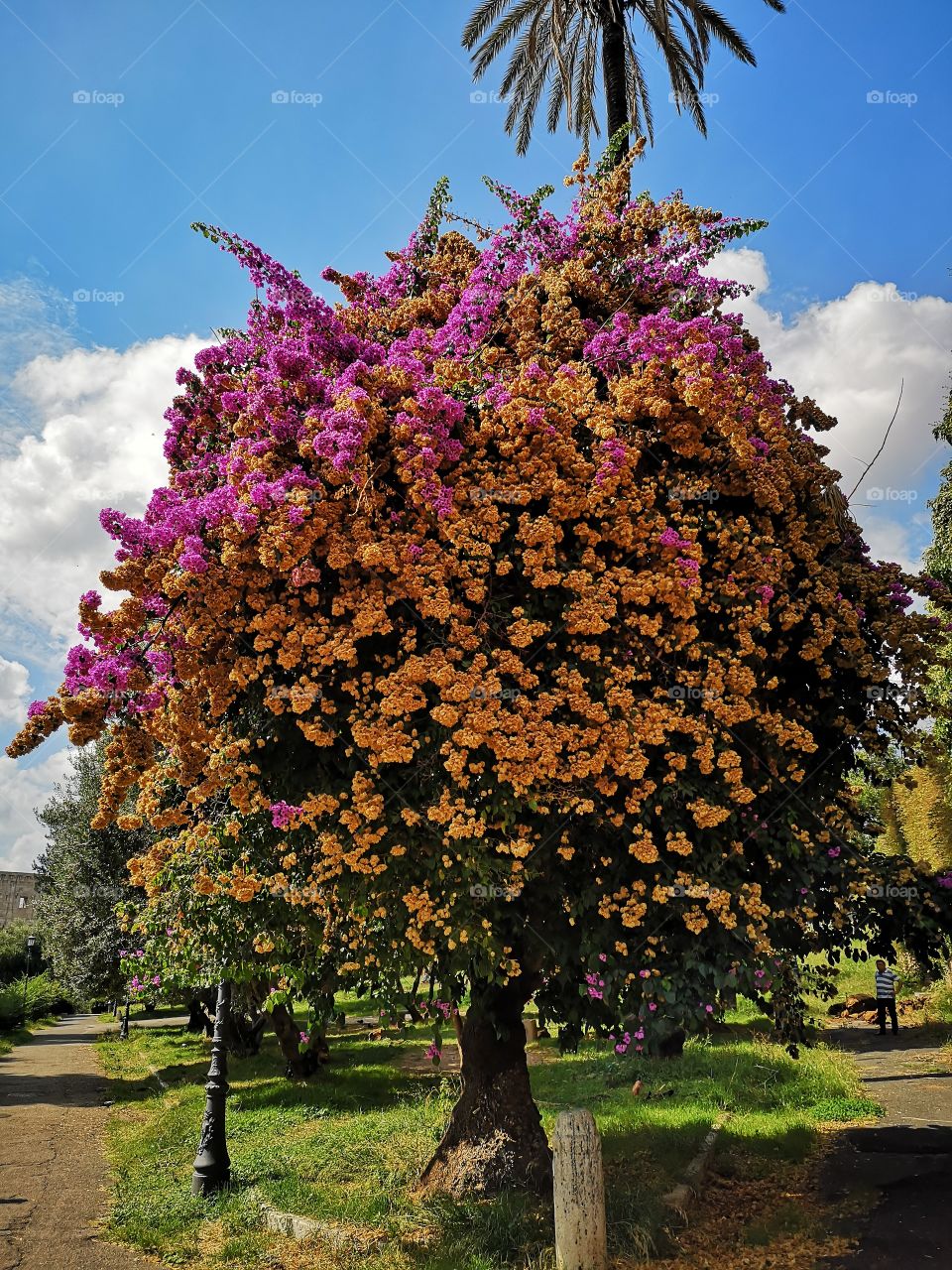 Beautiful tree in blossom