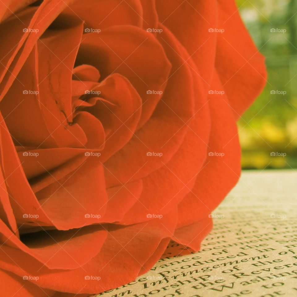 Red rose on a book