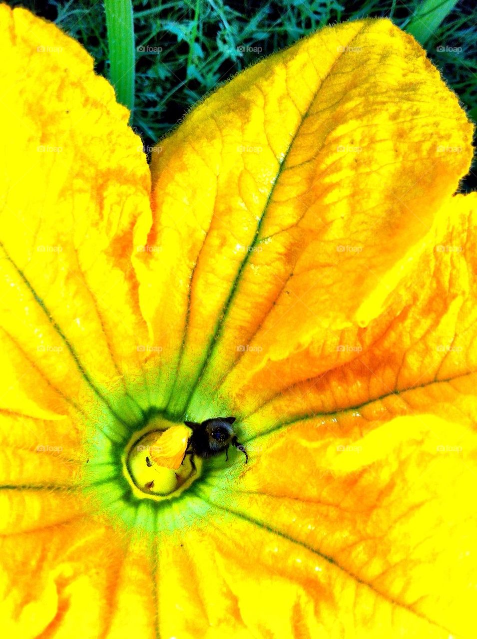 Yellow flower of pumpkin plant.