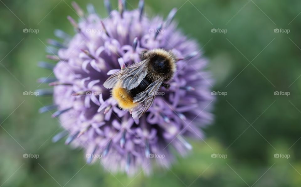 Garden Bee