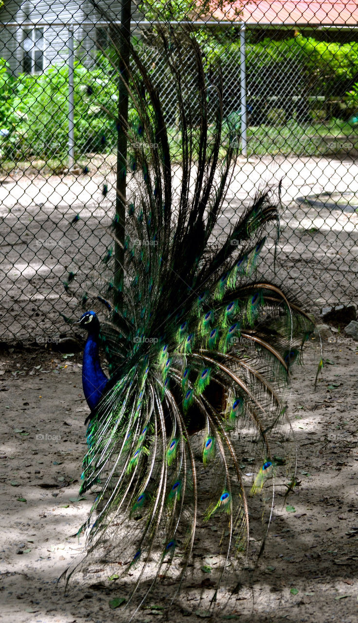 Peacock