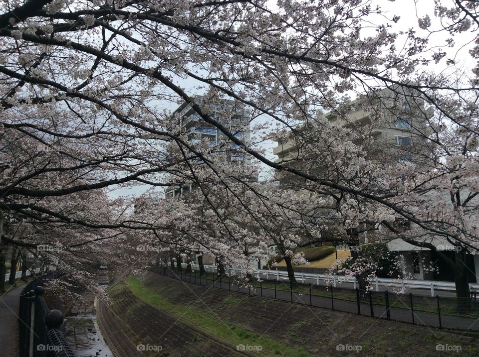 Japanese Cherry Blossoms in the Spring
