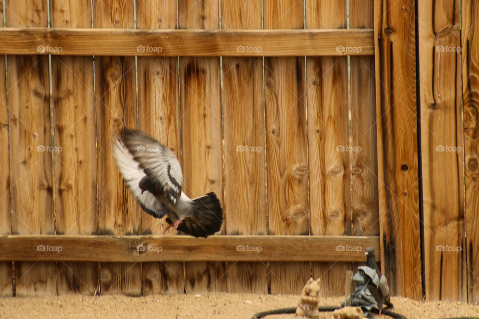 Pigeon landing 