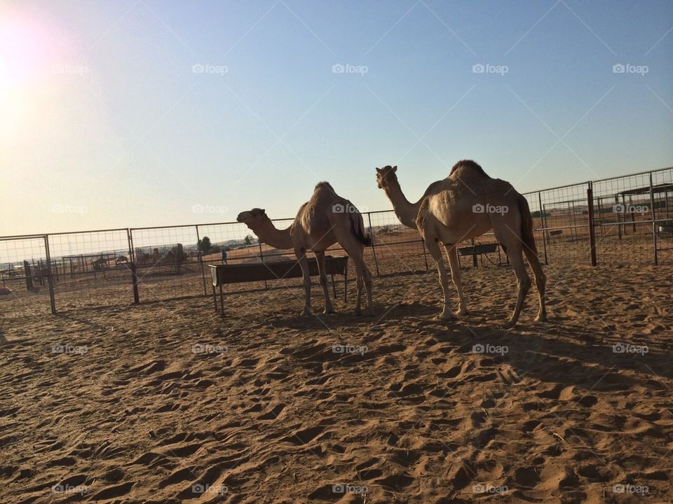 Camels. Dubai Desert