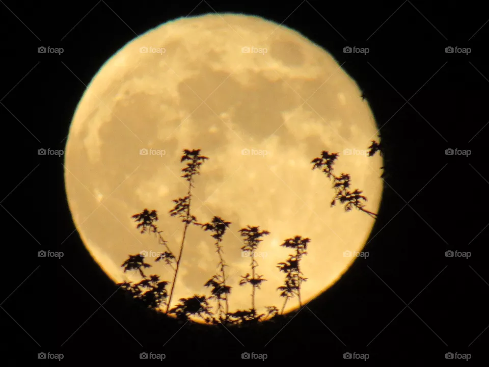 Full moon