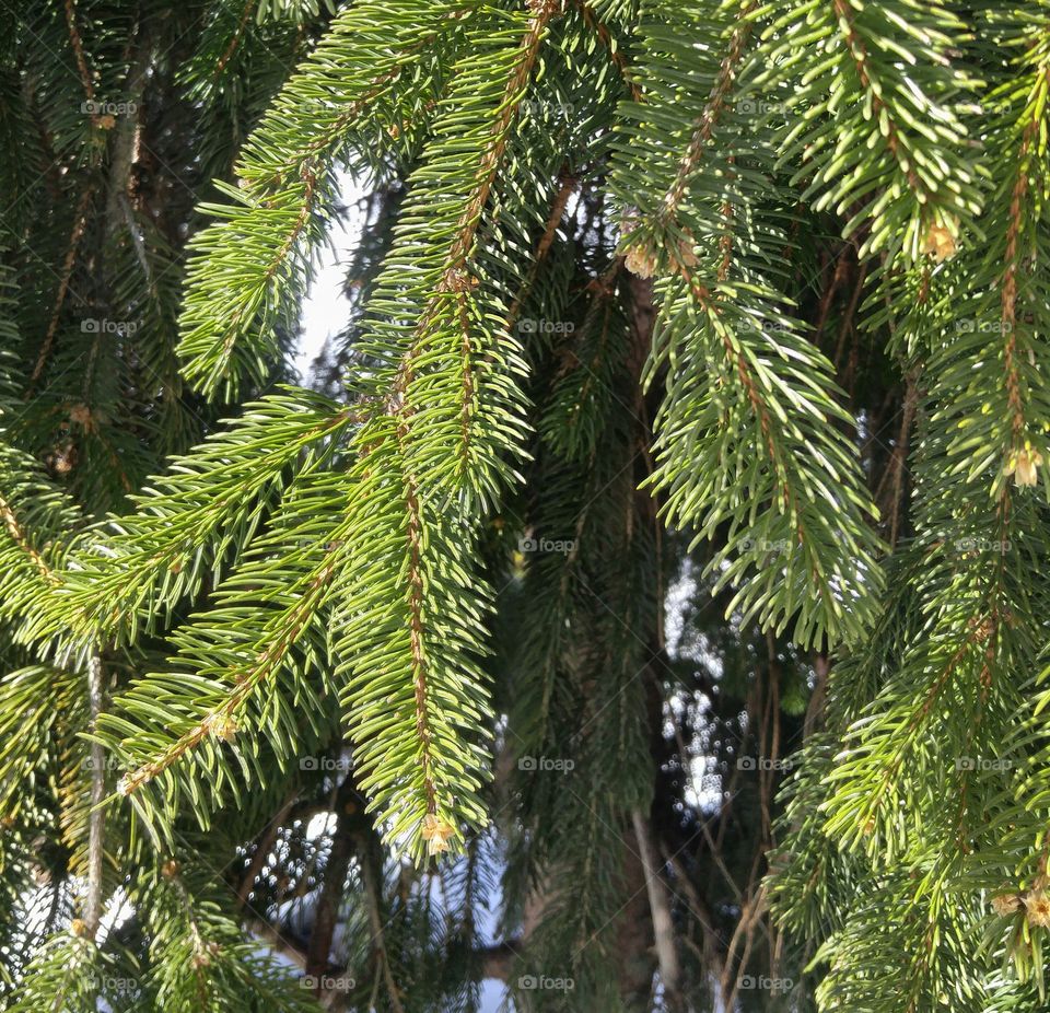 pine branches