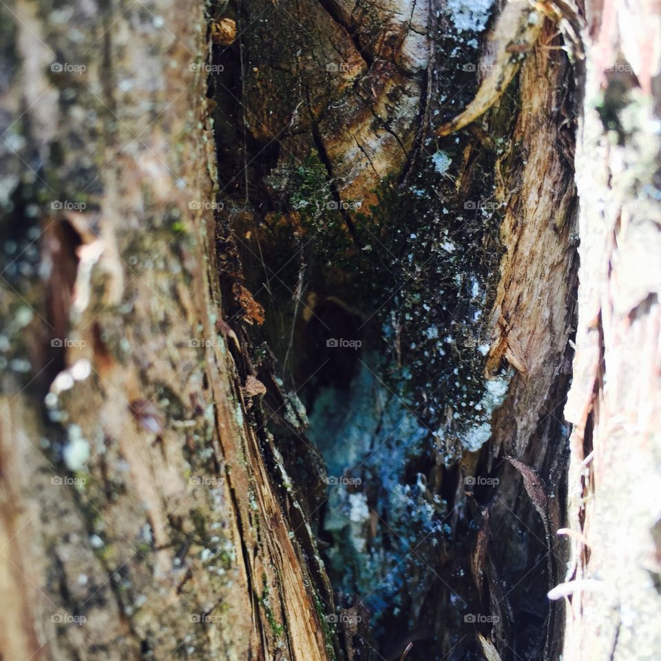 Spider hole in a tree. 