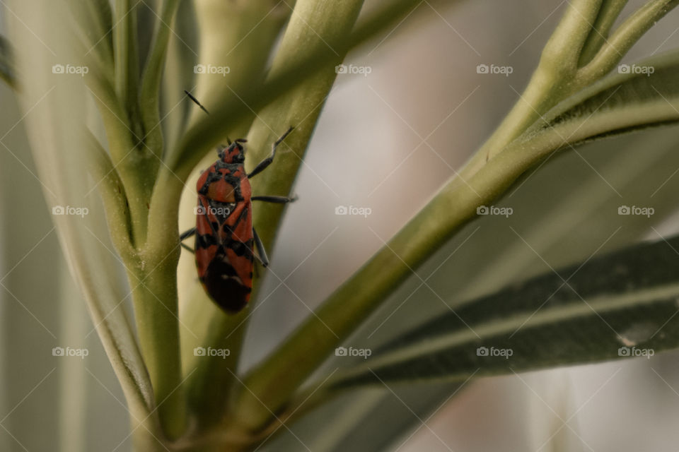 Red Bug