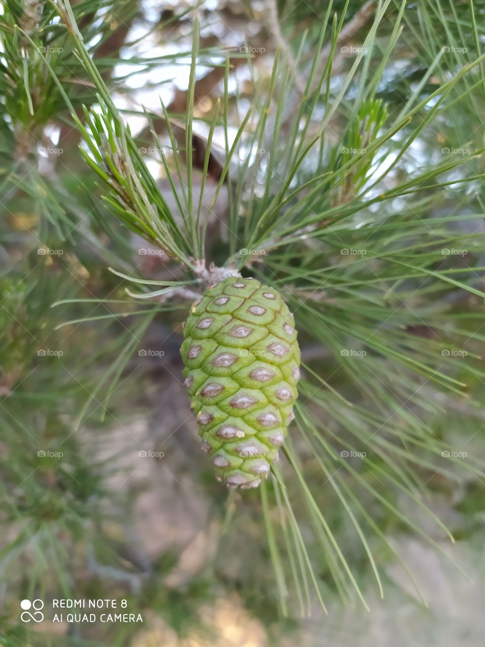 Pine nuts, nature, green, life, jungle