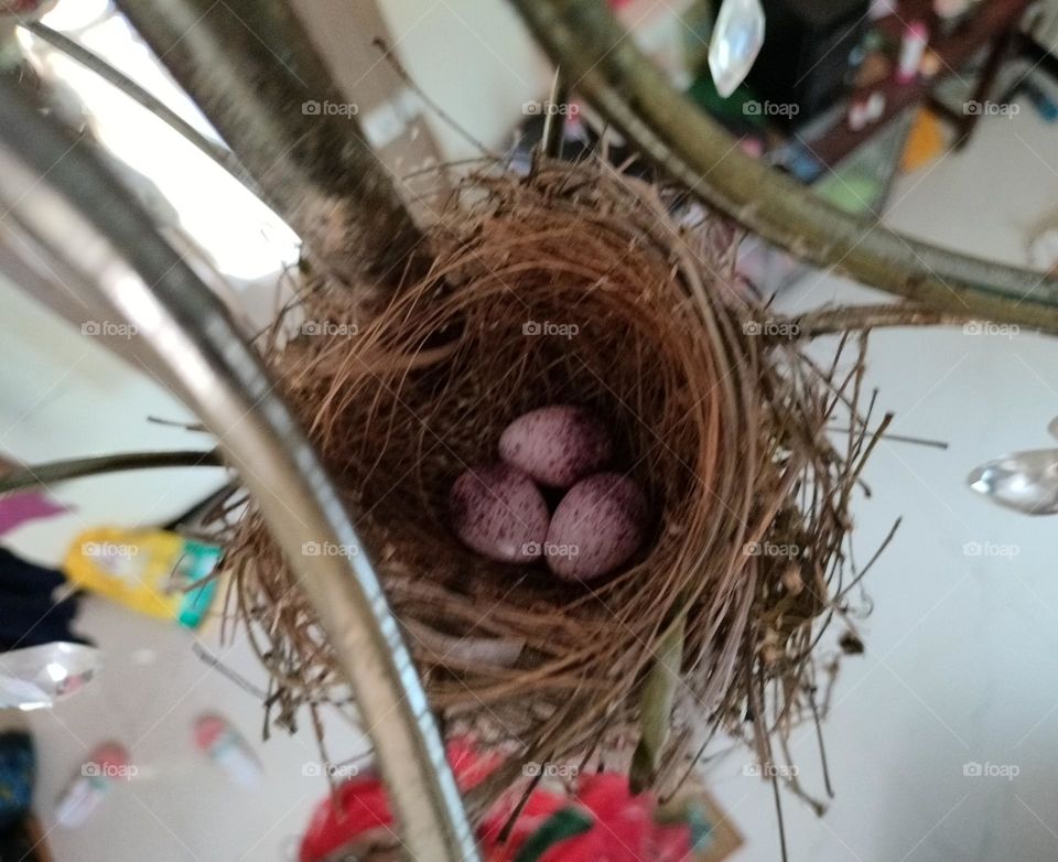 eggs with nest