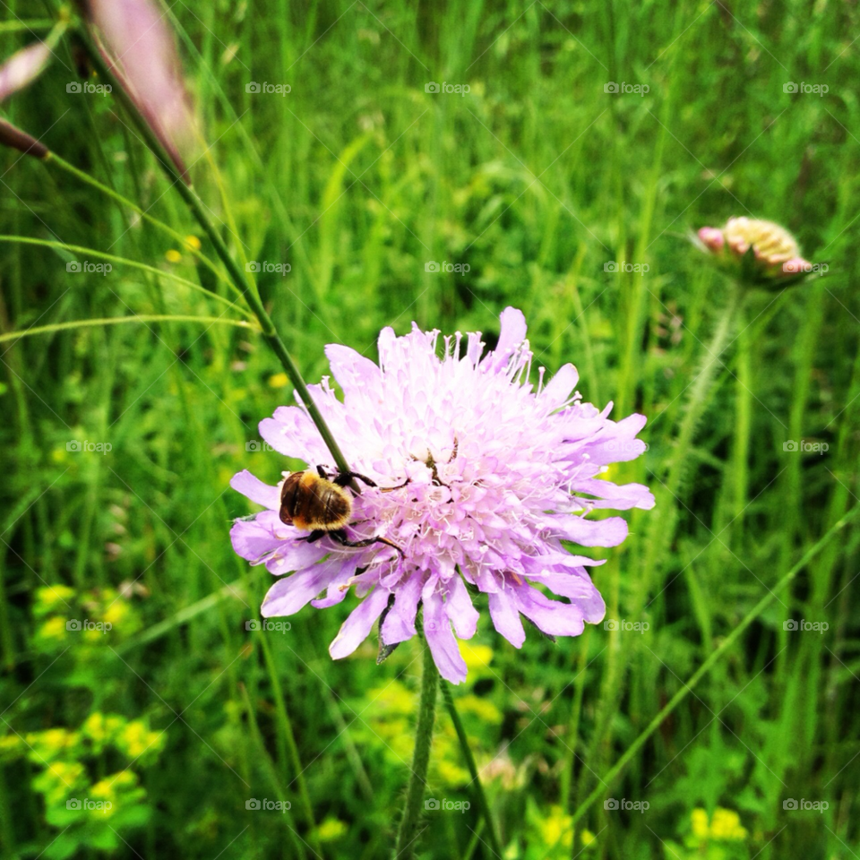 green flower grass been by l_e_v_i_n