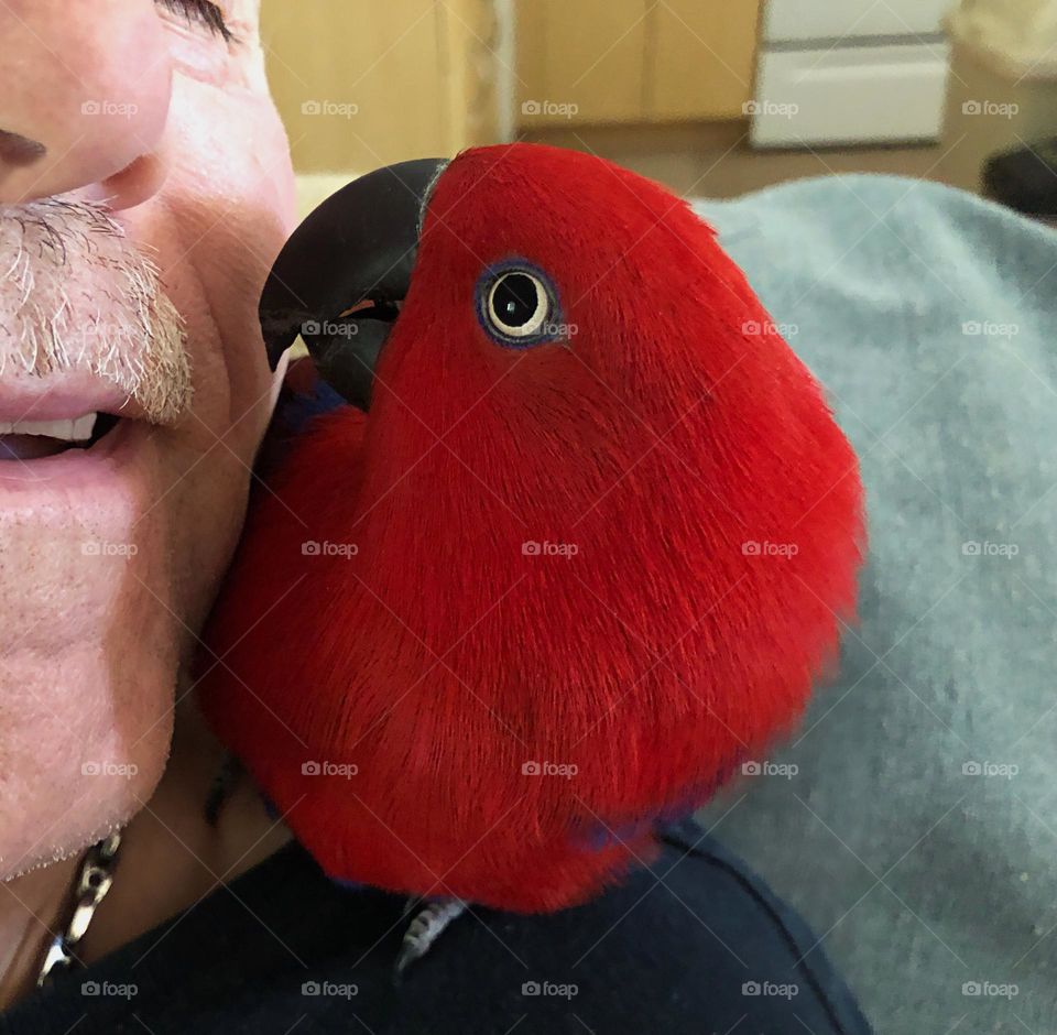 Red Parrot in a loving moment with her pet parent.