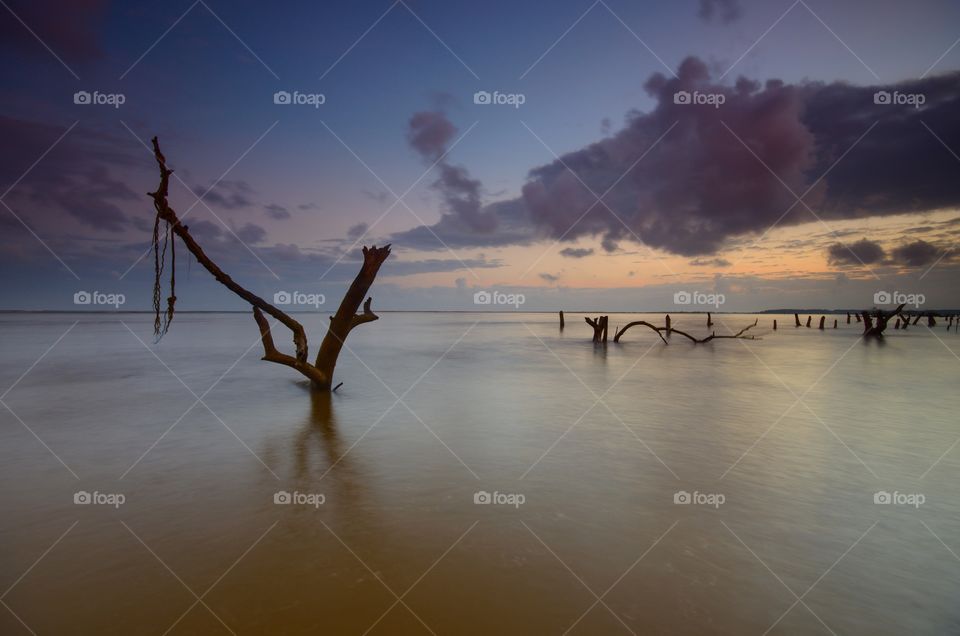 Mangrove trees on the beach at sunset or sunrise.