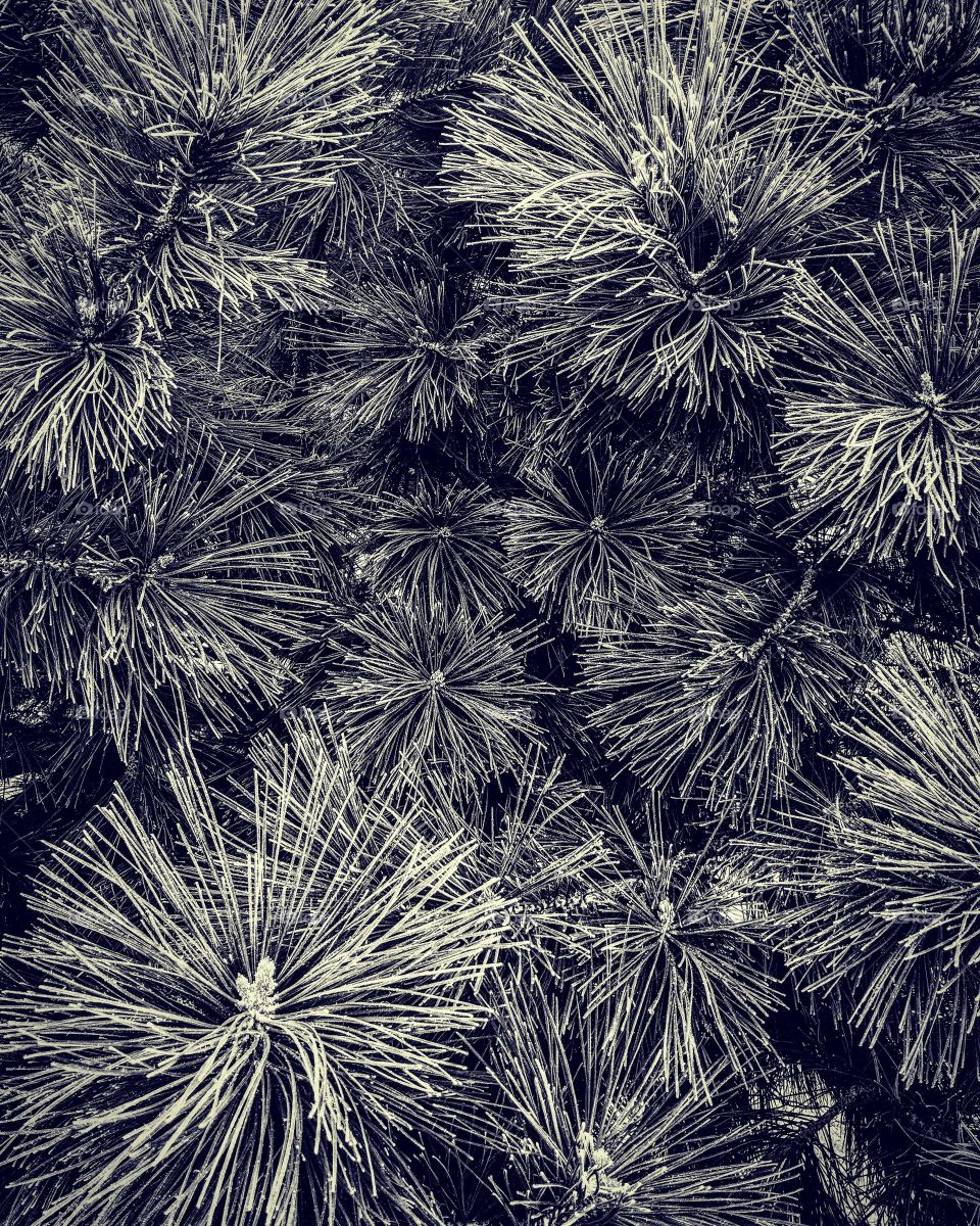 Frosty pine needles