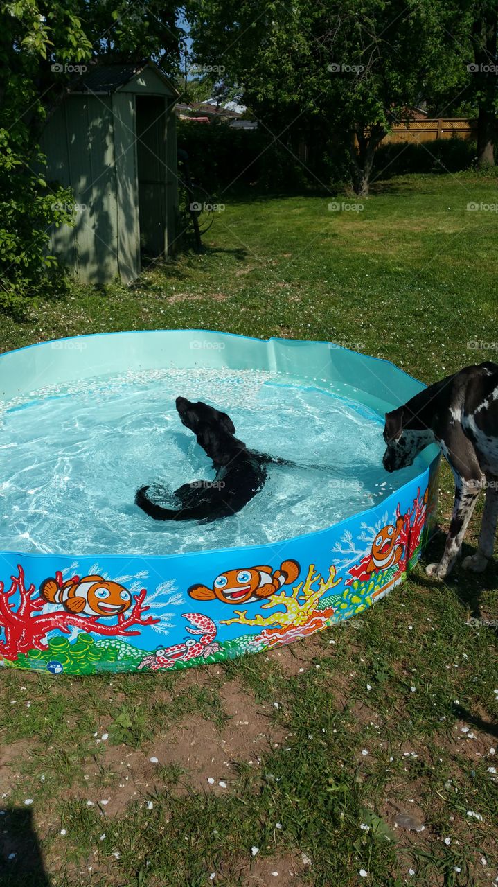 No Person, Dog, Dug Out Pool, Water, Swimming