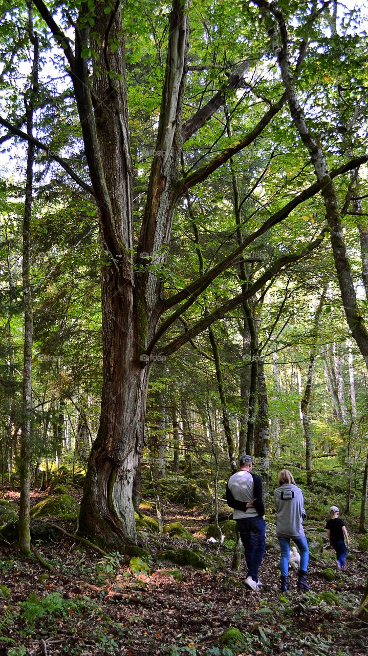 Family hiking in forest