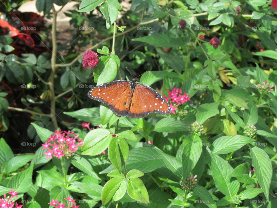 Orange butterfly.