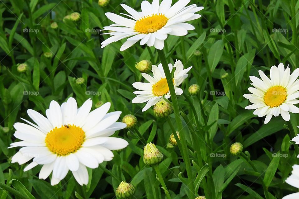 Beautiful Daisies