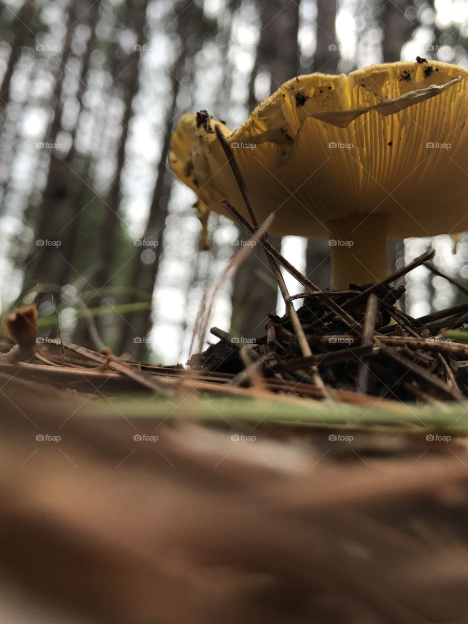 Psychedelic Wild Mushrooms found While walking Through the Woods