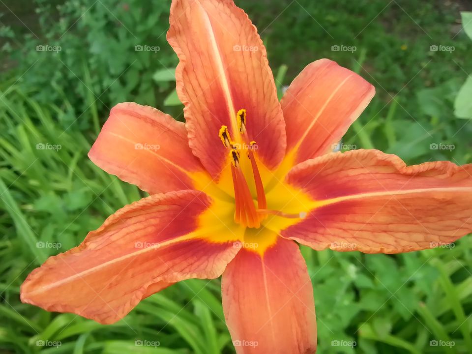 Orange lily. Bright colors very pretty 