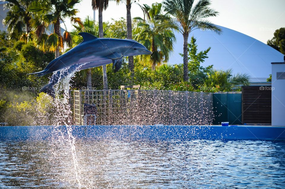 Dolphins jumping at swimming pool