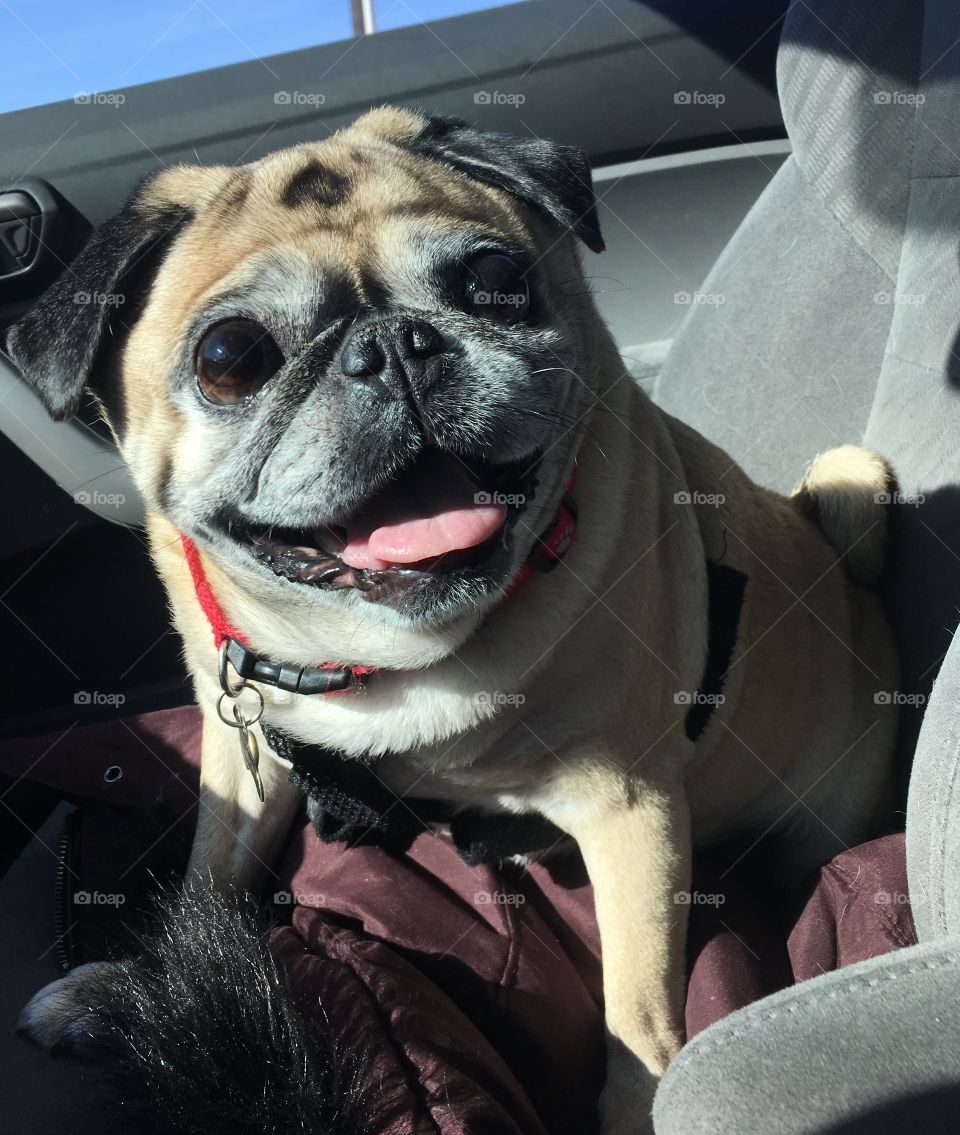 Happy Pug