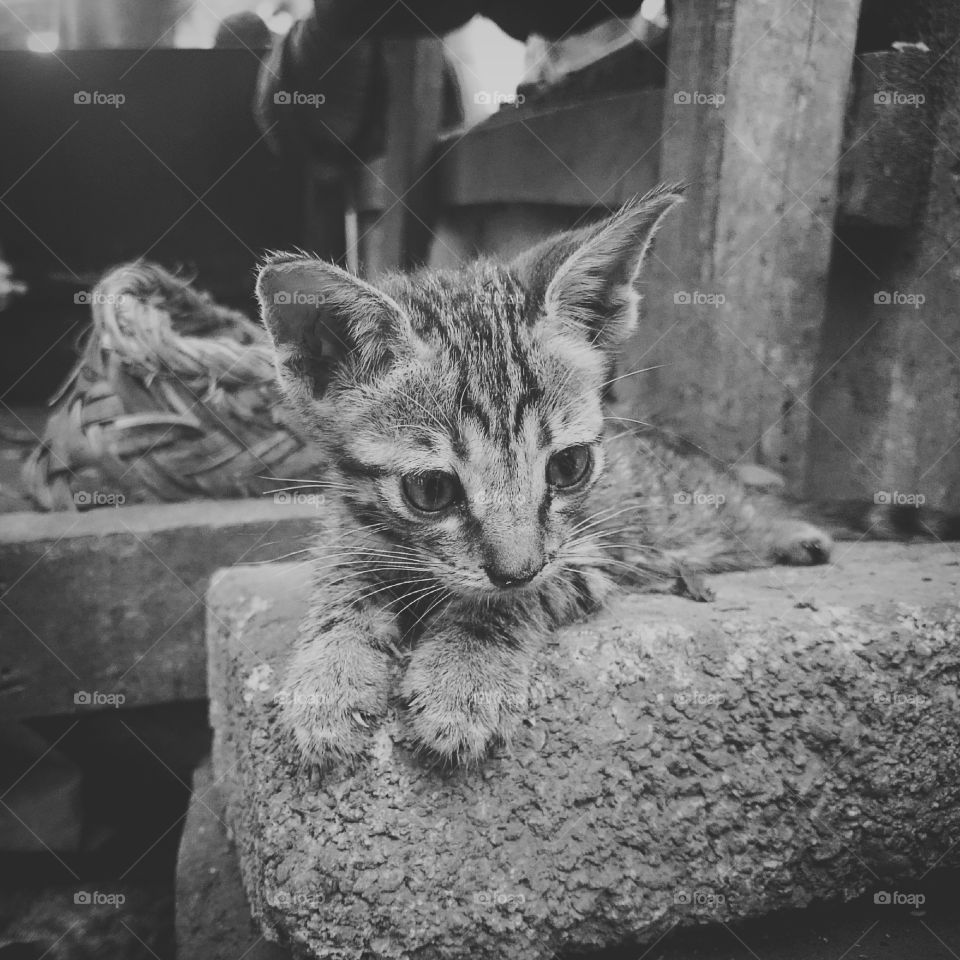 orphan kitten 🐱