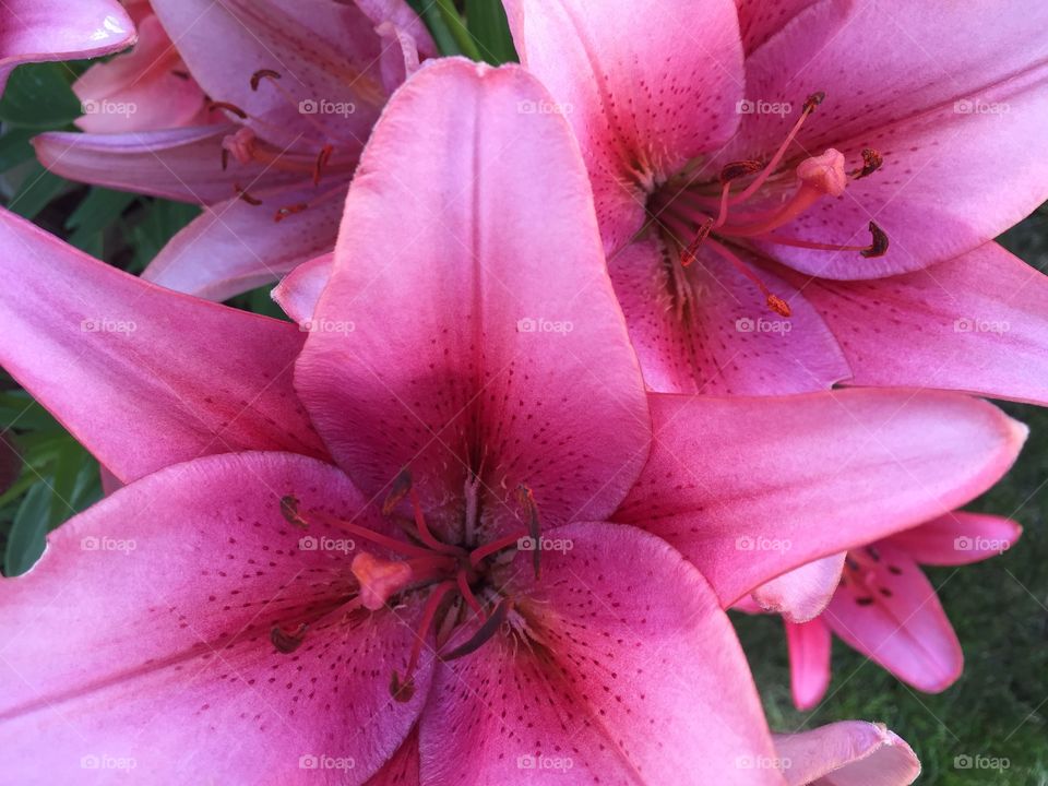 Lilies . Photographing Nature 
