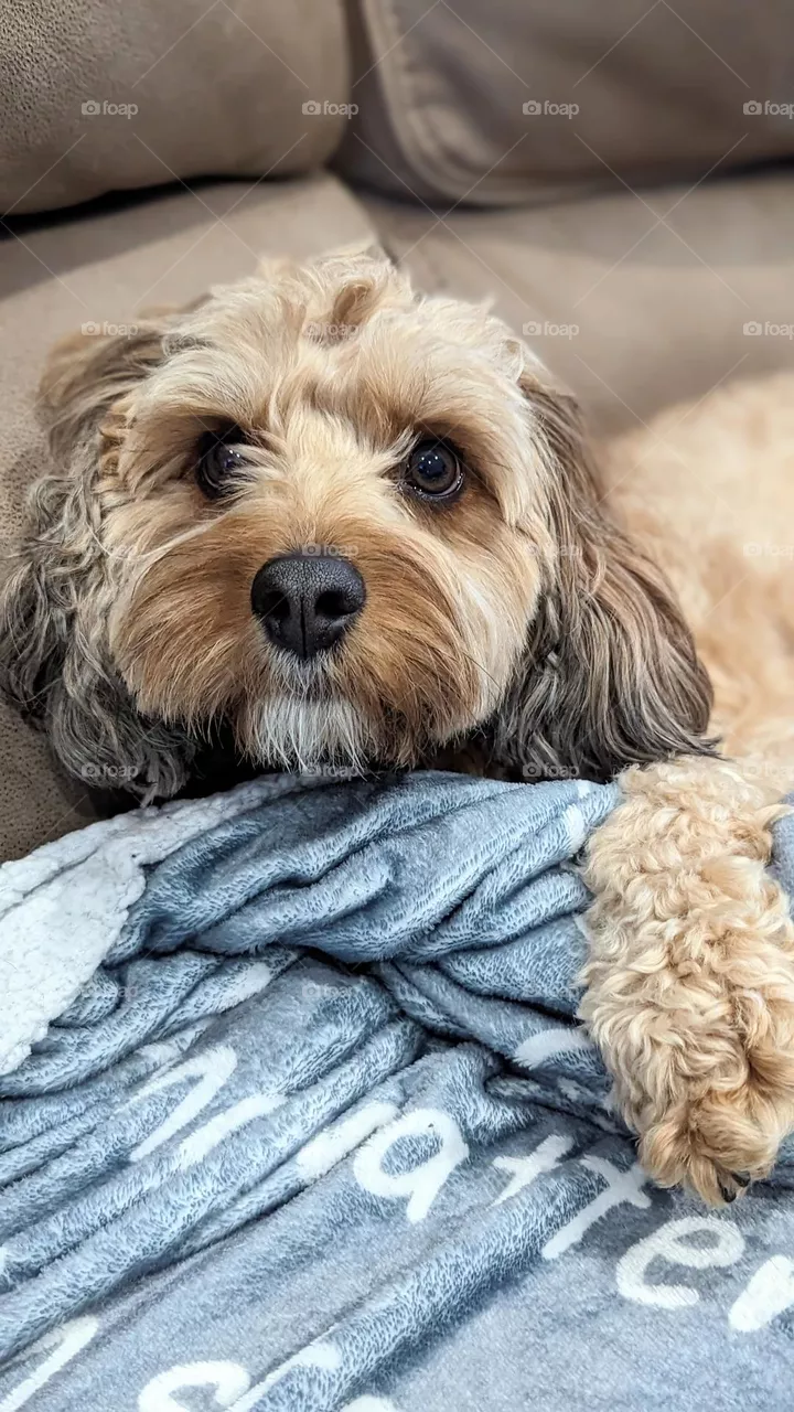Puppy eyes