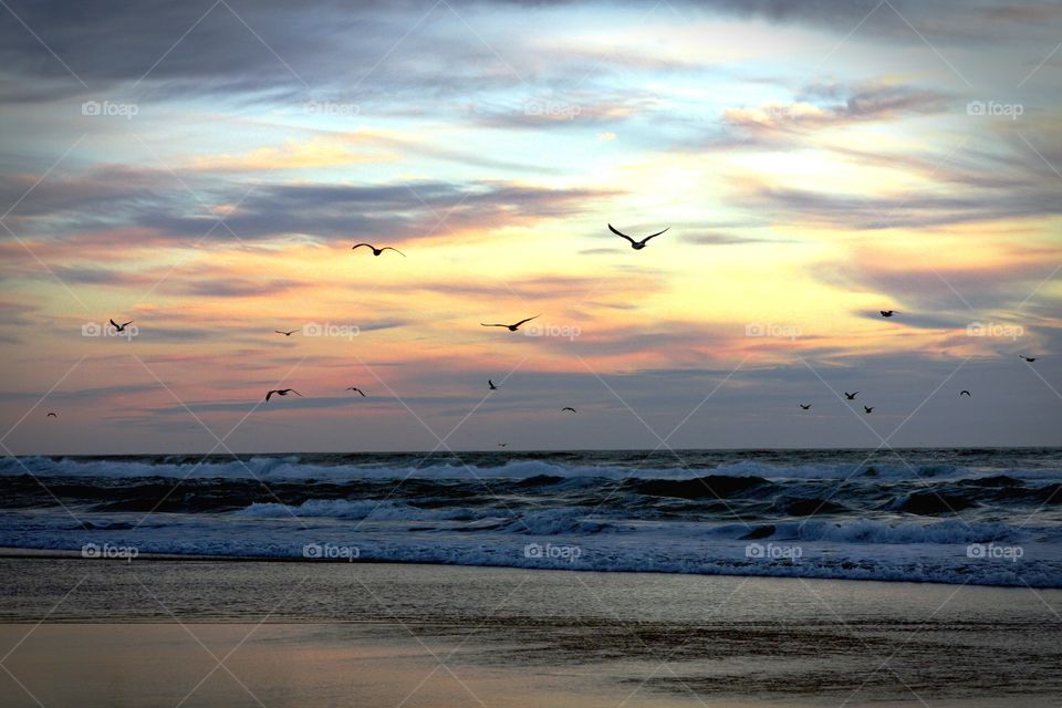 Flock of birds flying over sea