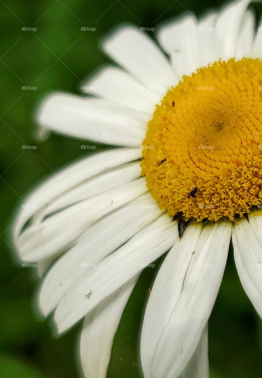 Bugs hiding in a flower