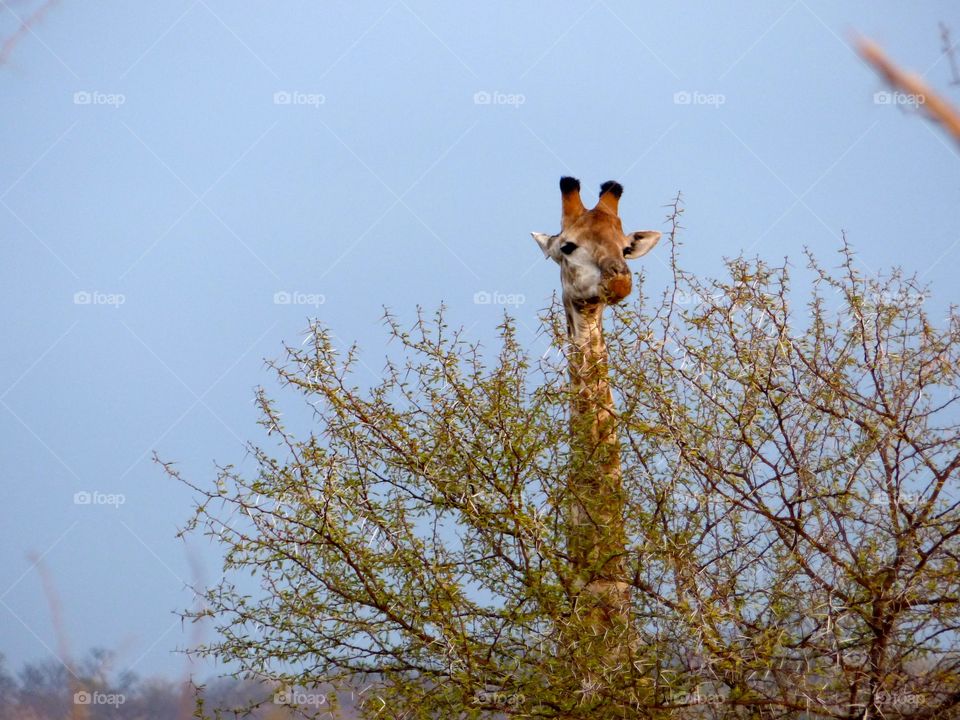 Giraffe peeping it’s head out