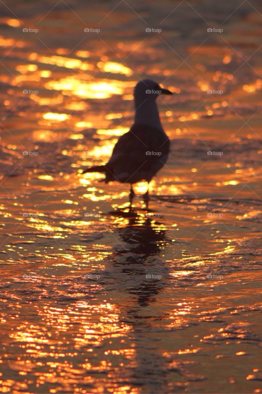 Seagull . Silhouette of a seagull walking along the beach at dawn.