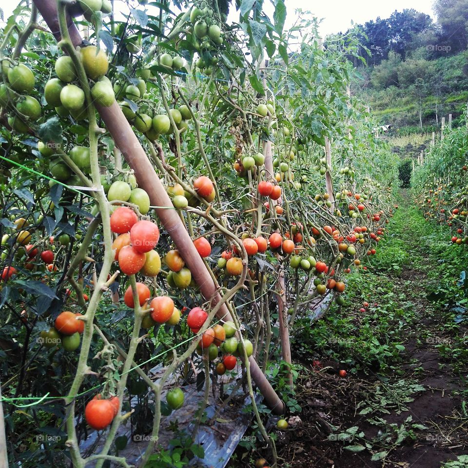 tomatoes almost harvest