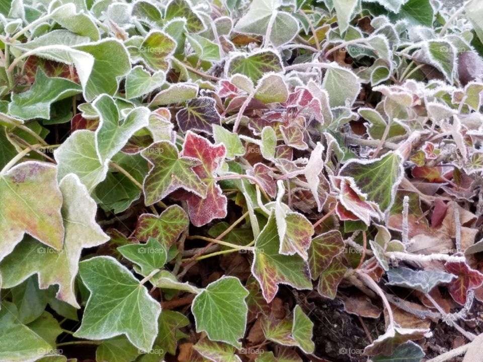 frosty leaves