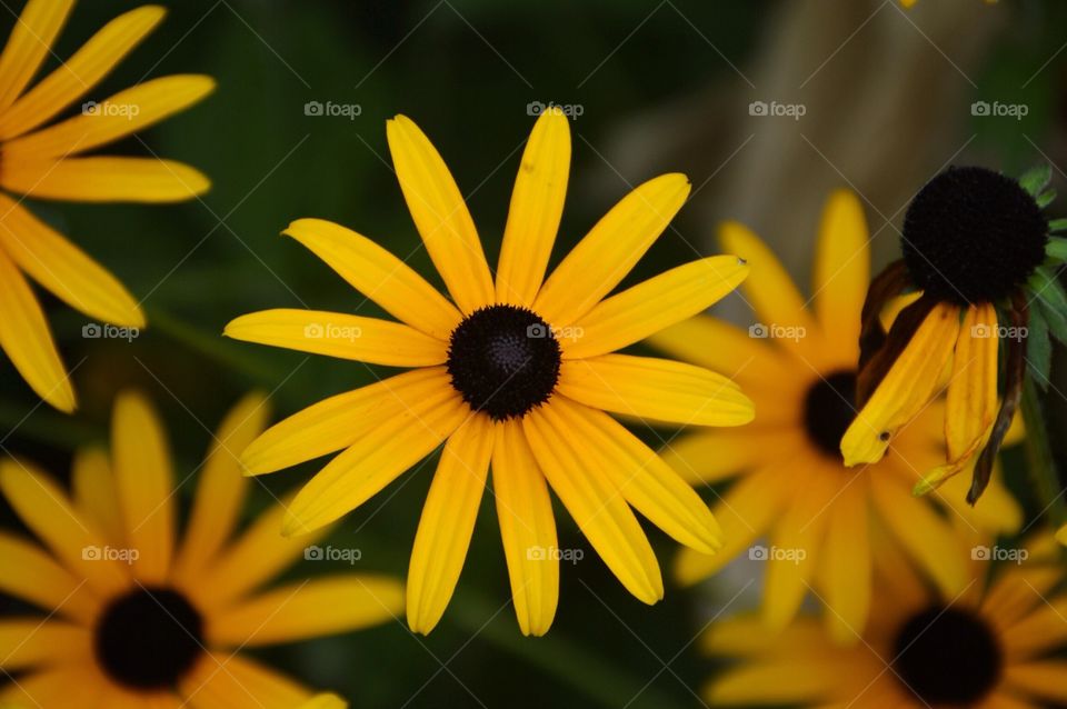 Flowers yellow 