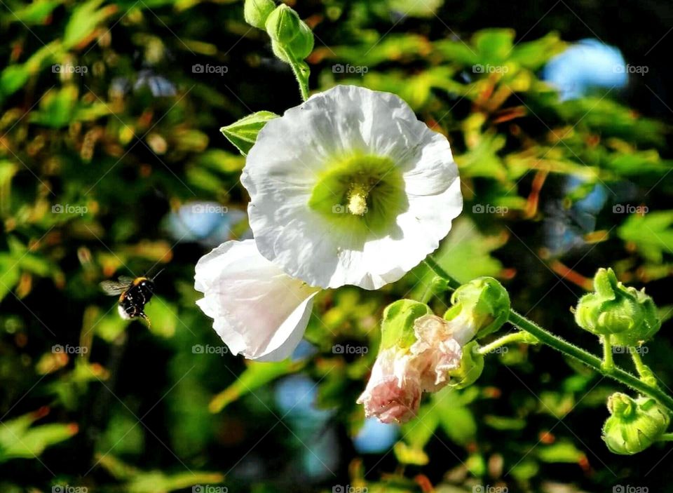 Hollyhocks with bumble bee