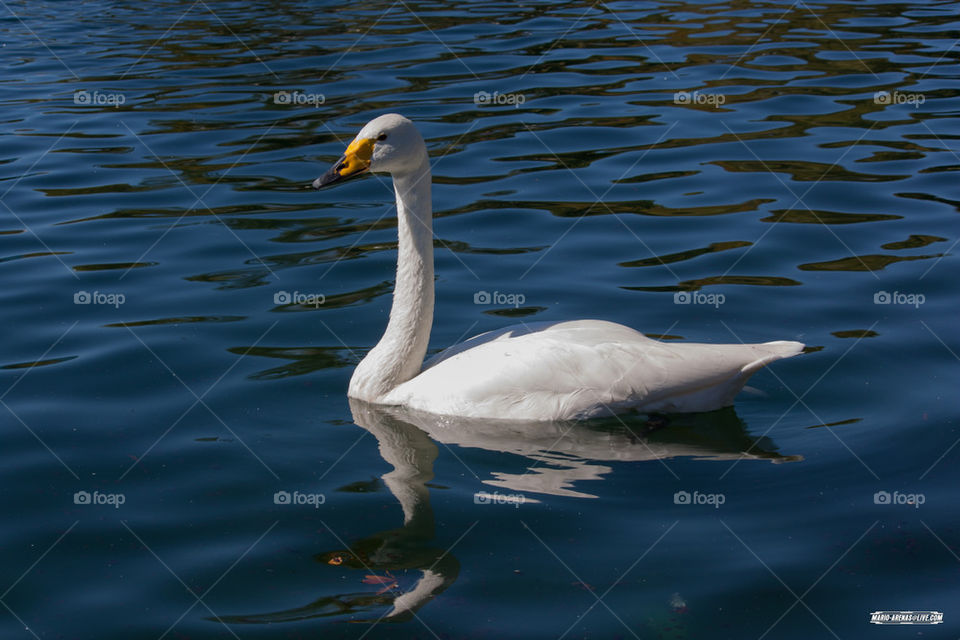 White Goose